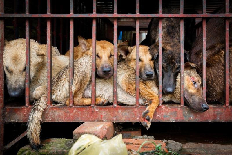 Chuyên gia xã hội học: &quot;Ăn thịt chó cần được nhìn nhận từ góc độ văn hóa&quot; - Ảnh 1.