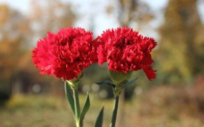 [Chia sẻ]- Kinh nghiệm 5 cách cắm hoa cẩm chướng để bàn đơn giản, đẹp