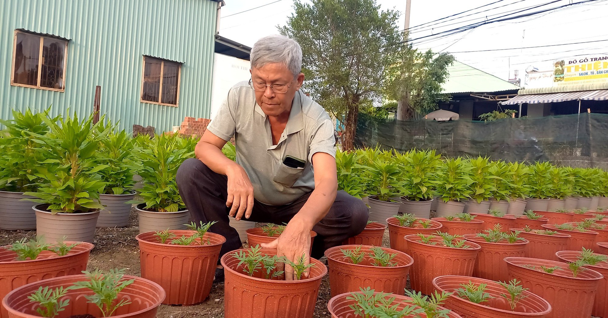 Trồng hoa vạn thọ, ông nông dân Sài Gòn chỉ bán “3 ngày Tết” đút túi 400 triệu ngon ơ