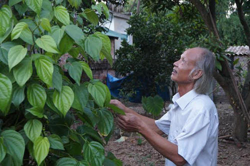 Giữ duyên trầu cau