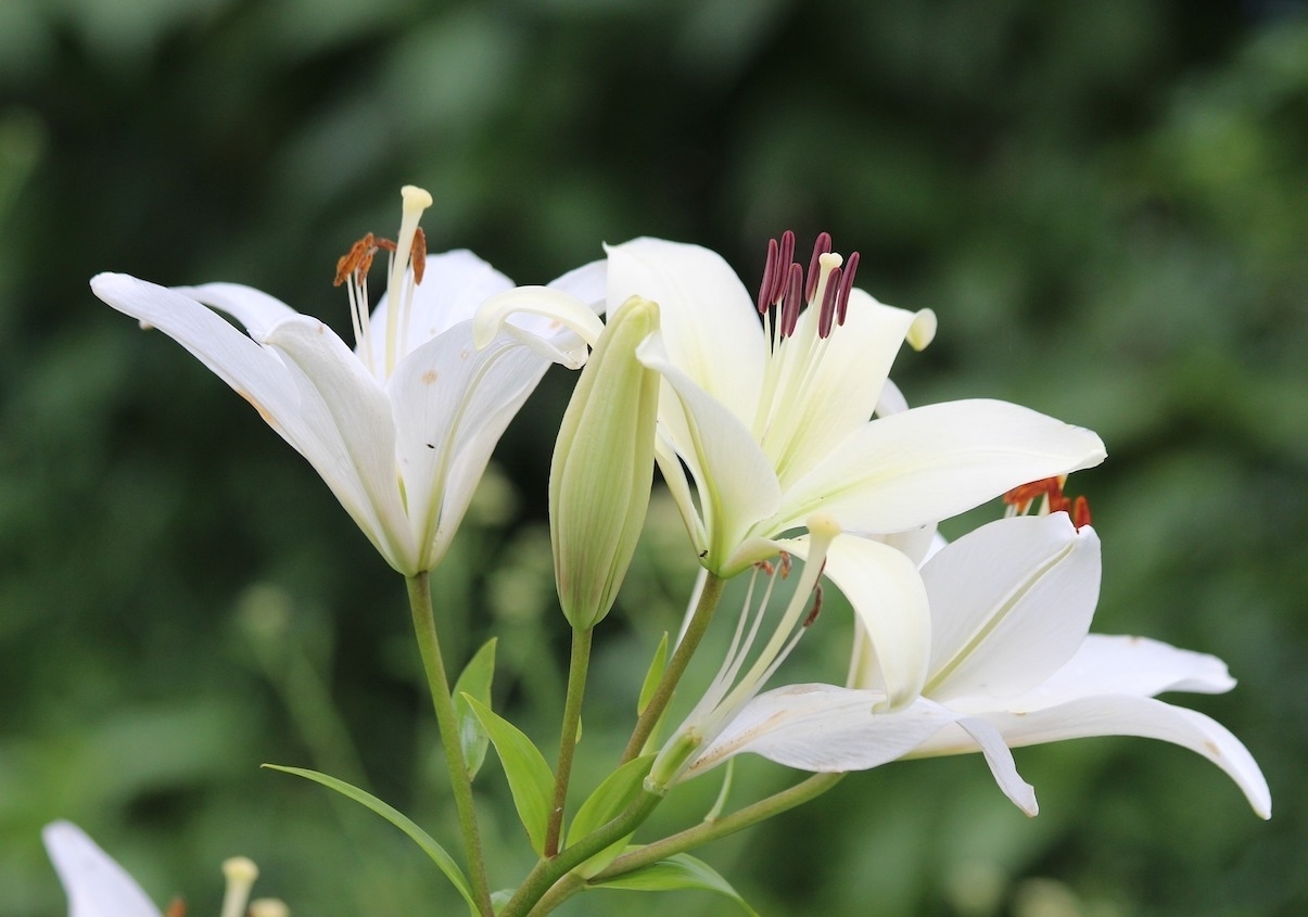 Những điều bạn chưa biết về hoa ly trắng- Hoa tết- Hoa 7 Ngày