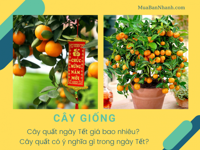 Cây quất ngày Tết giá bao nhiêu? Cây quất có ý nghĩa gì trong ngày Tết?