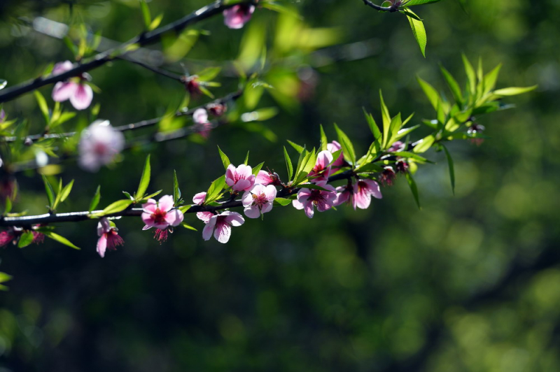 Top 26 Loài cây tài lộc mang nhiều may mắn nhất vào nhà trong dịp Tết - Toplist.vn