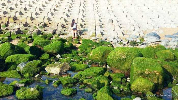 Bờ đá phủ rong rêu phát sốt gần đây ở Phú Yên