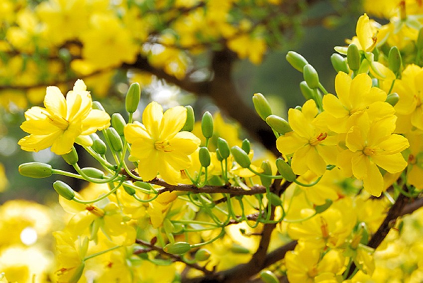 Hoa mai là loài hoa báo hiệu tết đến xuân về của miền nam