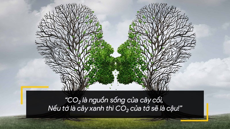 CO2 là nguồn sống của cây cối, Nếu tớ là cây xanh thì CO2 của tớ sẽ là cậu!