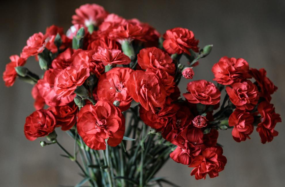 Hướng dẫn cách cắm hoa cẩm chướng đẹp, hiện đại | Cleanipedia