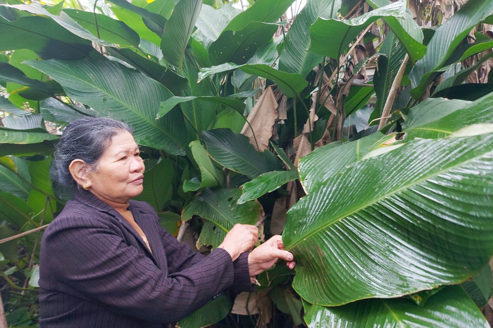 Vắng dần những nồi bánh chưng ngày Tết