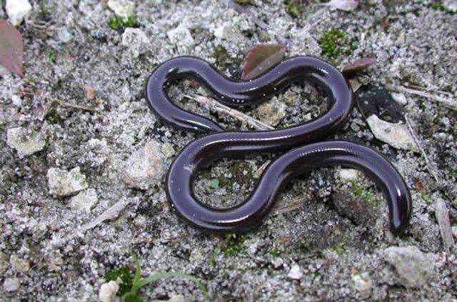 Sự thật về loài rắn nhỏ bé bị cho là độc đến mức "cắn là chết" khiến nhiều người kinh sợ - 1