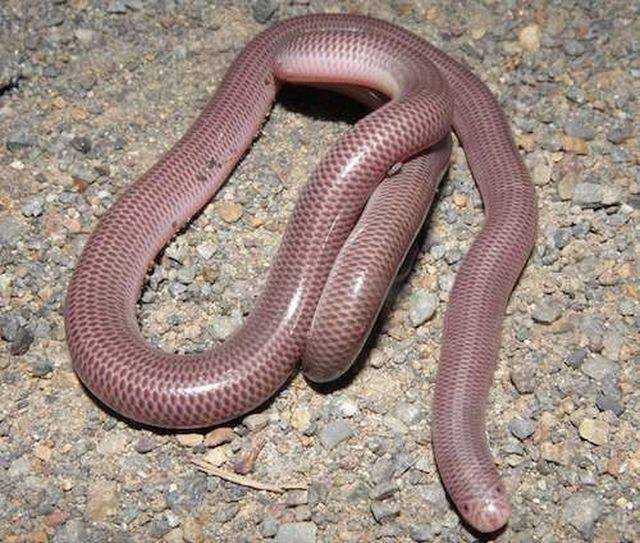 Sự thật về loài rắn nhỏ bé bị cho là độc đến mức "cắn là chết" khiến nhiều người kinh sợ - 2