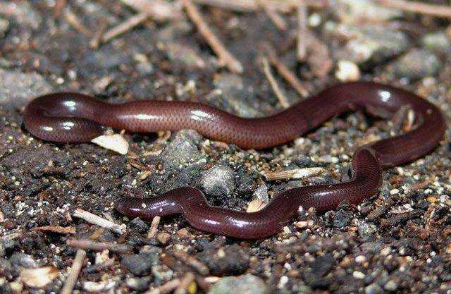 Sự thật về loài rắn nhỏ bé bị cho là độc đến mức "cắn là chết" khiến nhiều người kinh sợ - 3