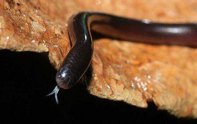 Sự thật về loài rắn nhỏ bé bị cho là độc đến mức "cắn là chết" khiến nhiều người kinh sợ - 4