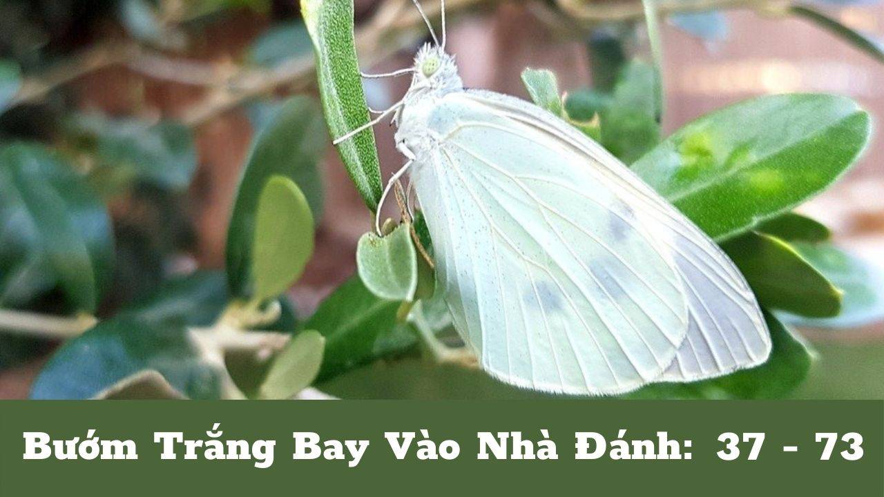 Bướm Trắng Bay Vào Nhà Đánh Con Gì 