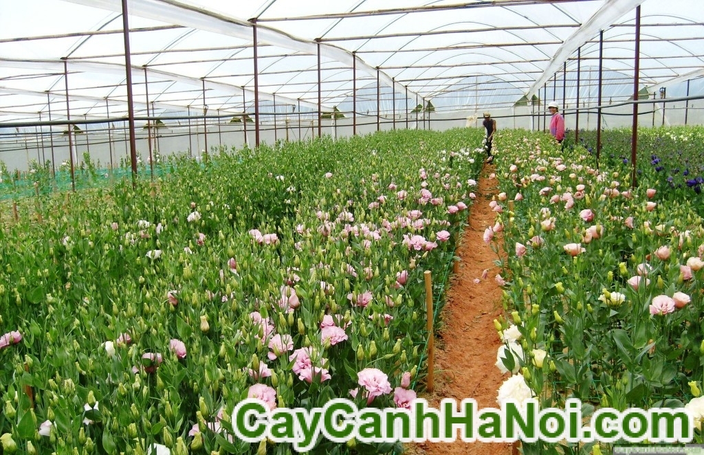 Cây Hoa Cát Tường