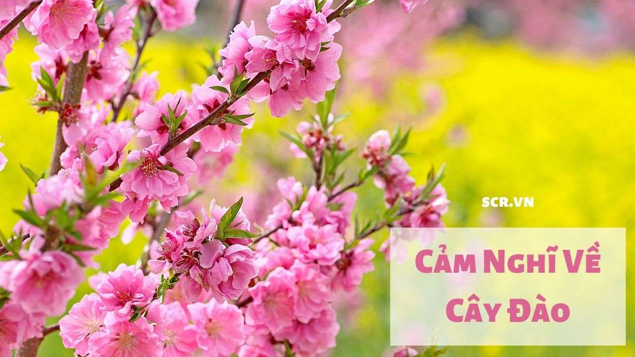 Cảm Nghĩ Về Cây Đào ❤️️ 15 Bài Văn Biểu Cảm Hay Nhất