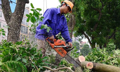 Chặt cây xanh cần lưu ý điều quan trọng này nếu không rước họa vào thân - TRƯỜNG THPT TRẦN HƯNG ĐẠO