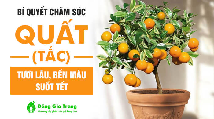 Bí quyết chăm sóc quất Tết tươi lâu bền màu suốt mùa - Sfarm