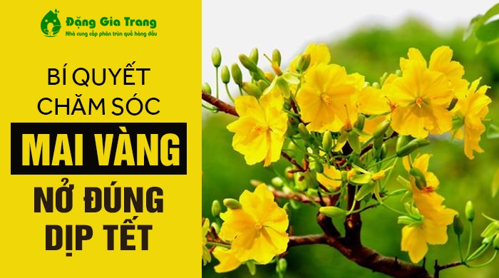 Cách kích nụ cho cây mai nhanh nở rưc rỡ đúng Tết - Sfarm