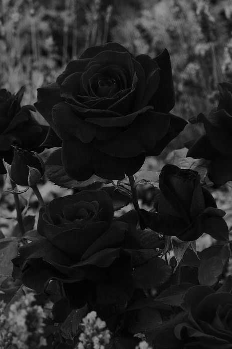 Hình nền đen buồn chất về hoa hồng đen