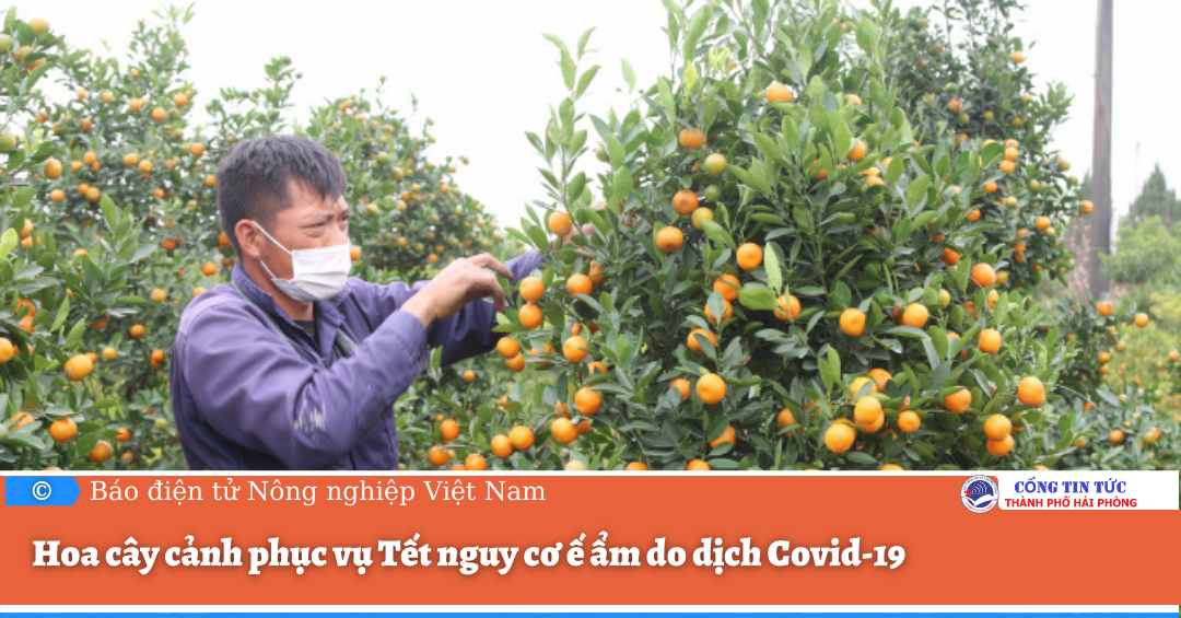 Hoa cây cảnh phục vụ Tết nguy cơ ế ẩm do dịch Covid-19