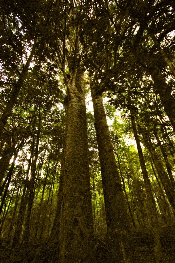 Cây Kauri