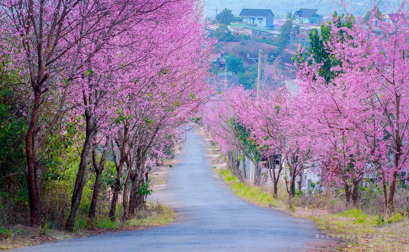 Mùa hoa đào ngày tết 2