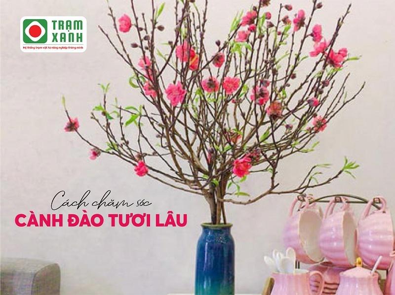 Chăm hoa đào để cây tươi lâu