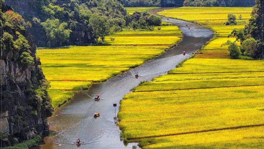 Tam Coc boat trip in the golden rice season