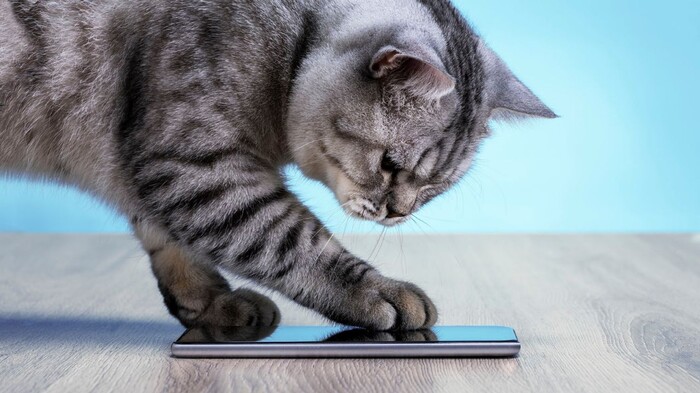 Con người sắp giao tiếp được với loài mèo nhờ ứng dụng này trên điện thoại Ảnh 4