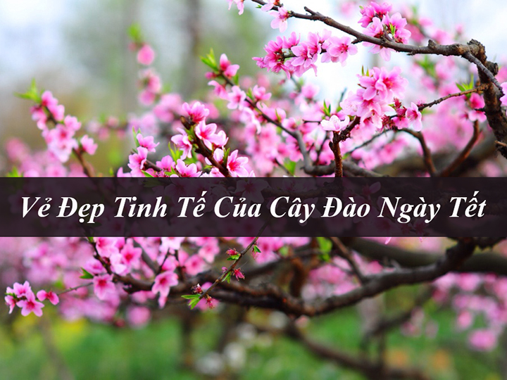 Ý Nghĩa Và Vẻ Đẹp Tinh Tế Của Cây Hoa Đào Ngày Tết