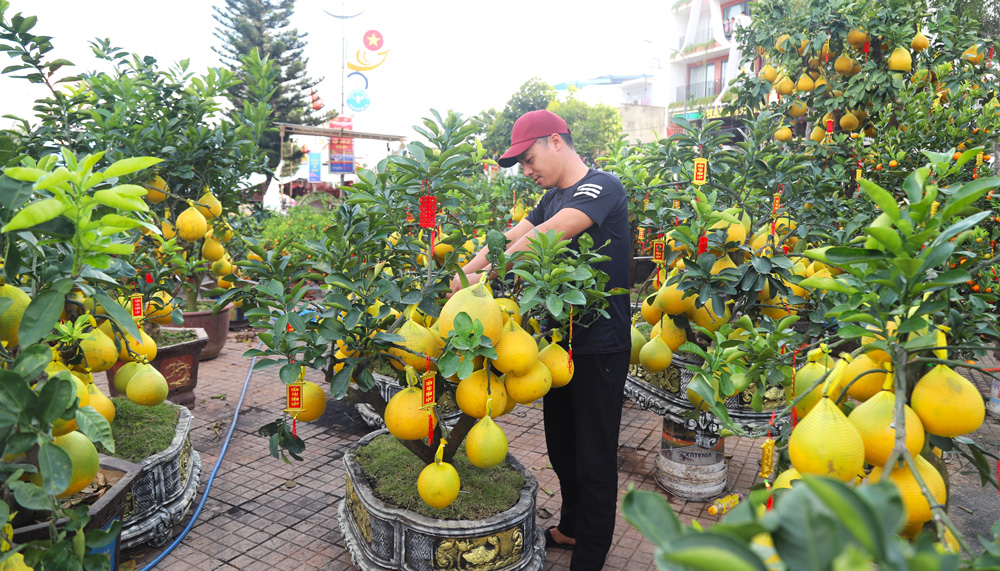 Bưởi diễn là một trong những mặt hàng cây cảnh đắt giá tại các chợ hoa xuân ở Bảo Lộc