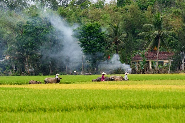 Ảnh đẹp cánh đồng làng quê