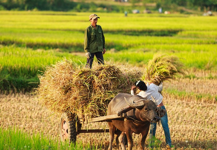 Ảnh đẹp làng quê Việt