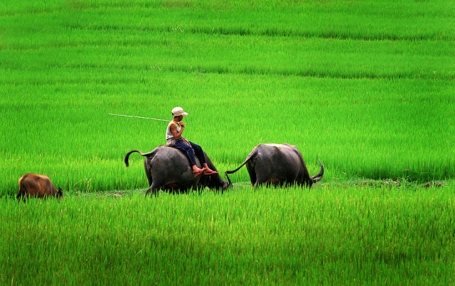 Ảnh làng quê Việt Nam đẹp