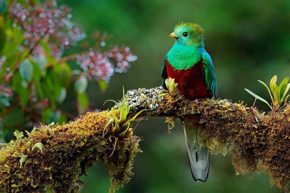 Ảnh thiên nhiên loài chim đẹp nhất thế giới