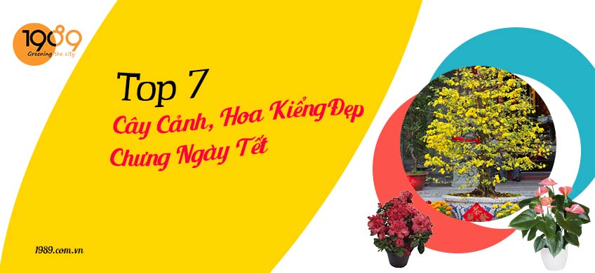 Top 7 cây cảnh, hoa kiểng đẹp chưng ngày tết