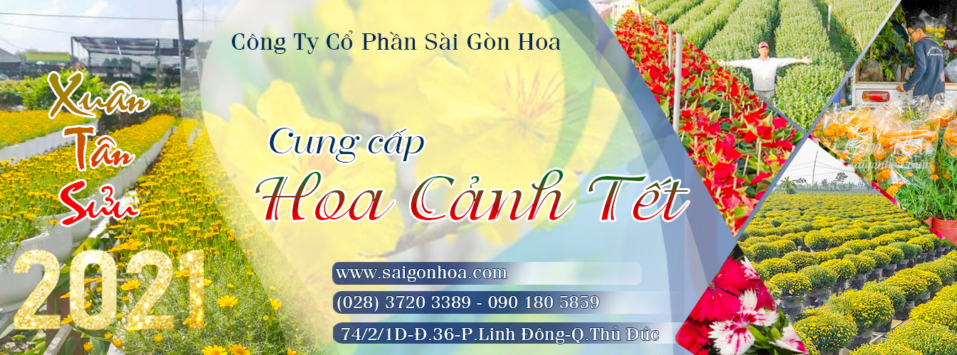 Banner Hoa Tet