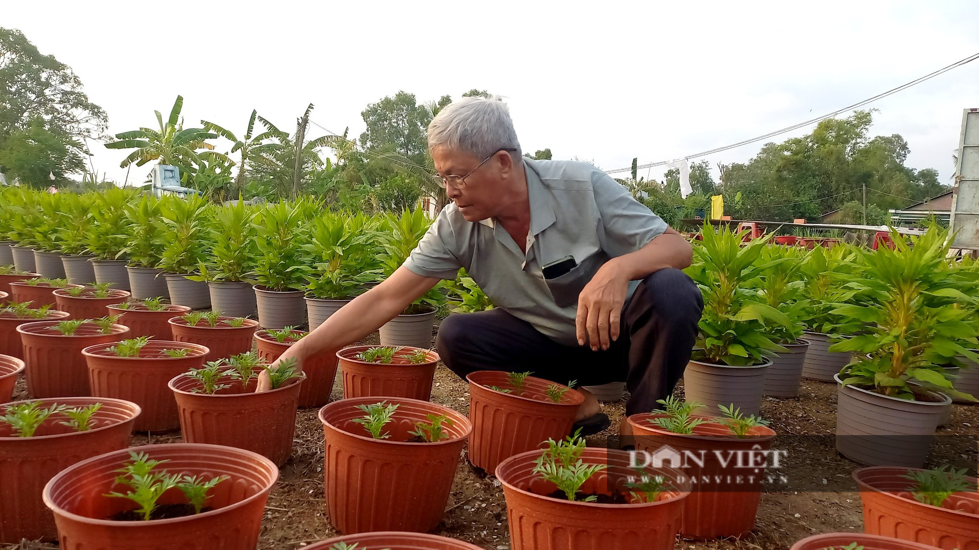 Trồng loại hoa biểu tượng cho sự trường tồn, ông nông dân chỉ bán “3 ngày Tết” đút túi 400 triệu ngon ơ - Ảnh 2.