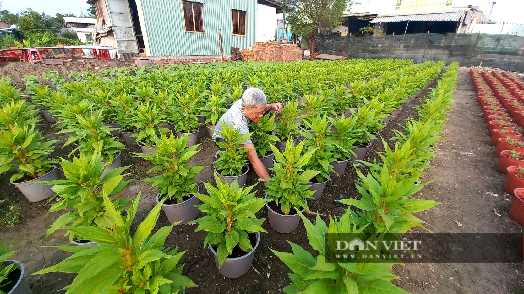 Trồng loại hoa biểu tượng cho sự trường tồn, ông nông dân chỉ bán “3 ngày Tết” đút túi 400 triệu ngon ơ - Ảnh 5.