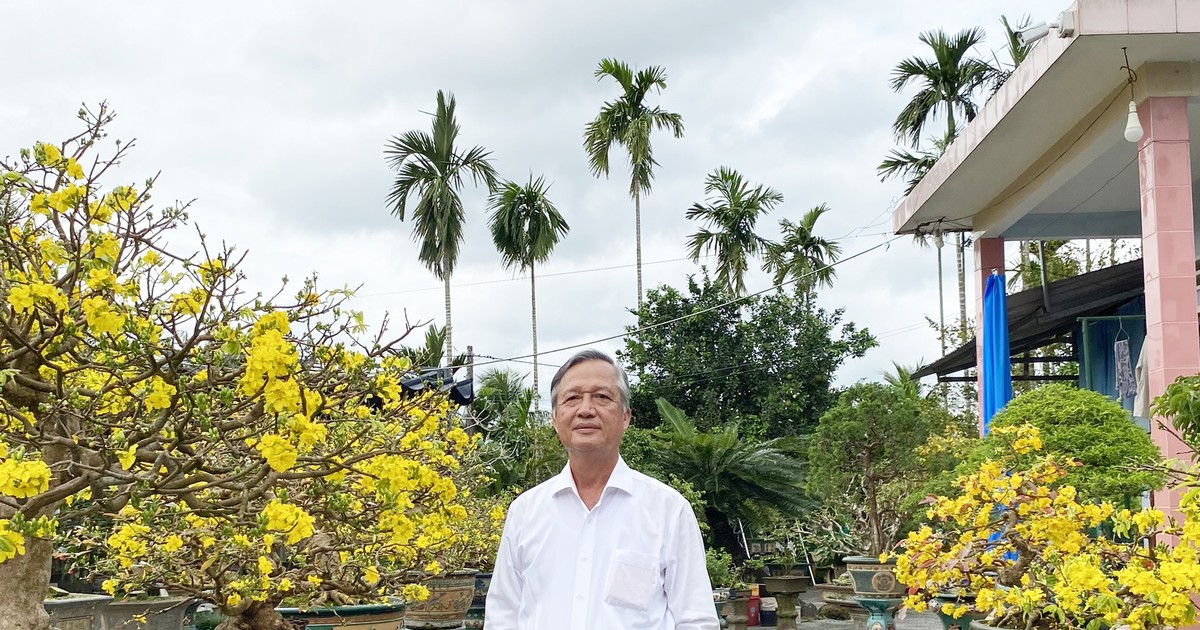 Ngày tết, gặp người trồng hoa mai tiêu biểu của tỉnh Quảng Ngãi