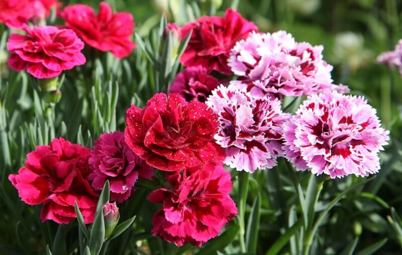 Hoa câm chướng đơn và kép là 2 loại cẩm chướng được ưa chuộng nhất