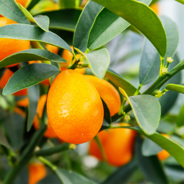 Các loại hoa ngày Tết - Cây quất - Kumquat tree