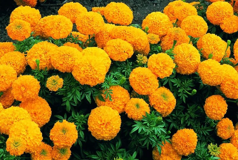 Các loại hoa ngày Tết - Hoa cúc vạn thọ - Marigold