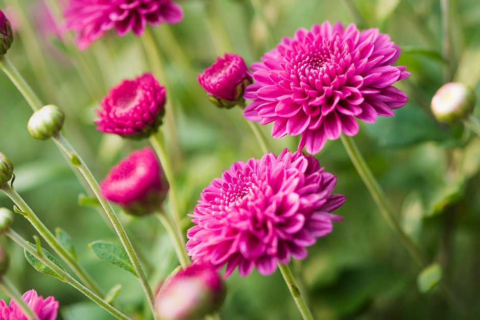 Các loại hoa ngày Tết - Hoa cúc - Chrysanthemum