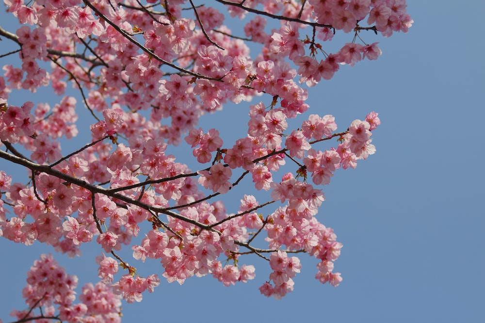 Các loại hoa ngày Tết - Hoa đào - Peach blossom