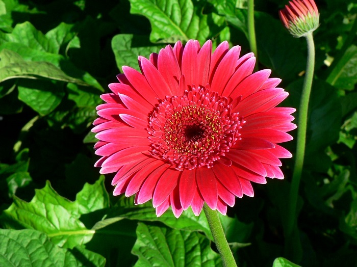 Các loại hoa ngày tết - Hoa đồng tiền - Gerbera 