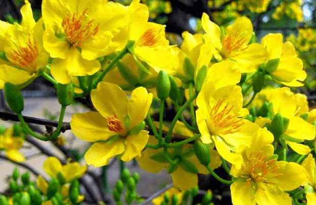 Các loại hoa ngày Tết - Hoa mai - Apricot blossom