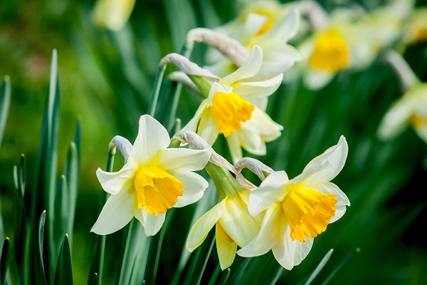 Các loại hoa ngày Tết - Hoa thuỷ tiên - Narcissus