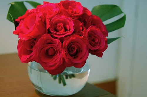 Hoa hồng tượng trưng cho tình yêu và may mắn cho ngày Tết.
