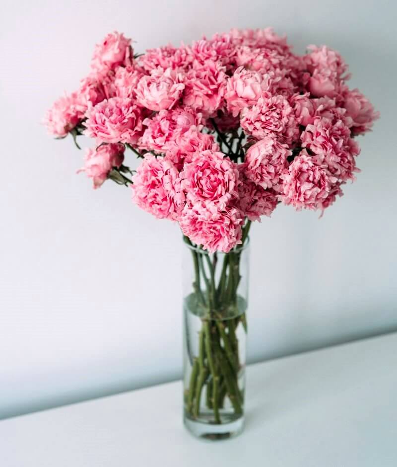 Bình hoa cẩm chướng đơn sắc đẹp tinh khôi